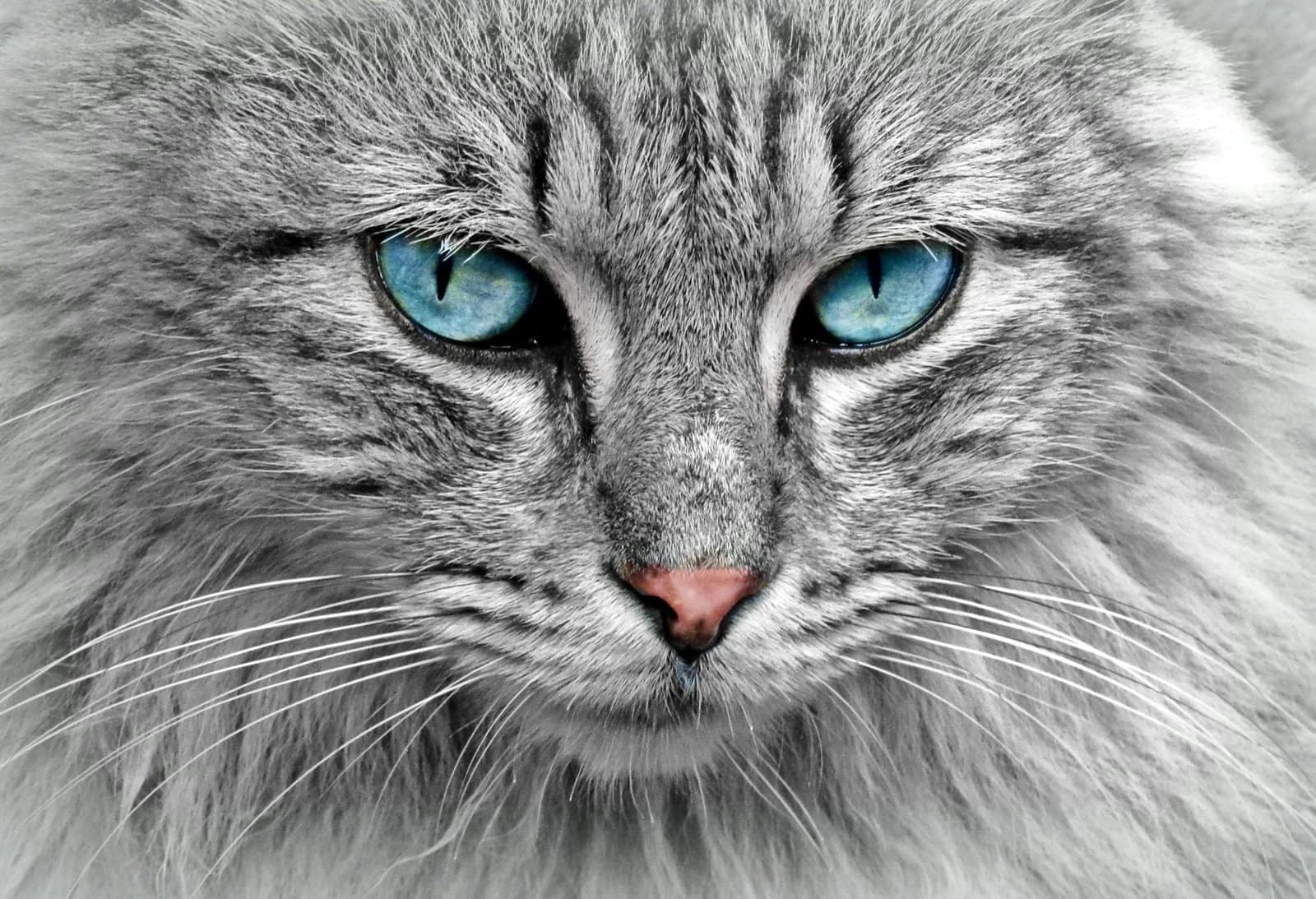 Stunning close-up of a grey cat with mesmerizing blue eyes, highlighting its fur and whiskers.