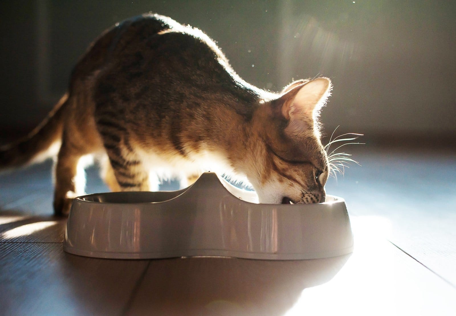 cat eats food from the feeder at home in the backlight close-up