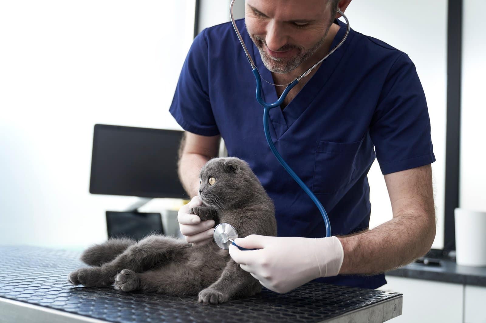 Caucasian male doctor examine cat in the doctor's office
