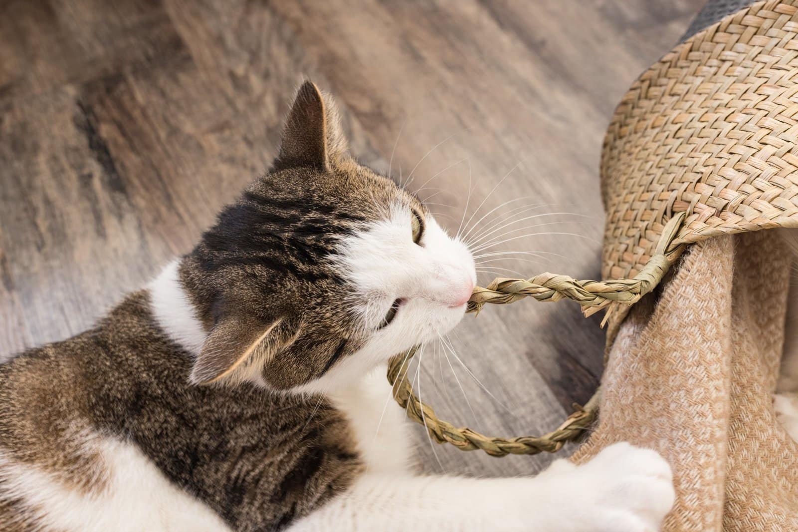 Domestic young cat chewing on basket. Playing or stressed habits and pica syndrome concept
