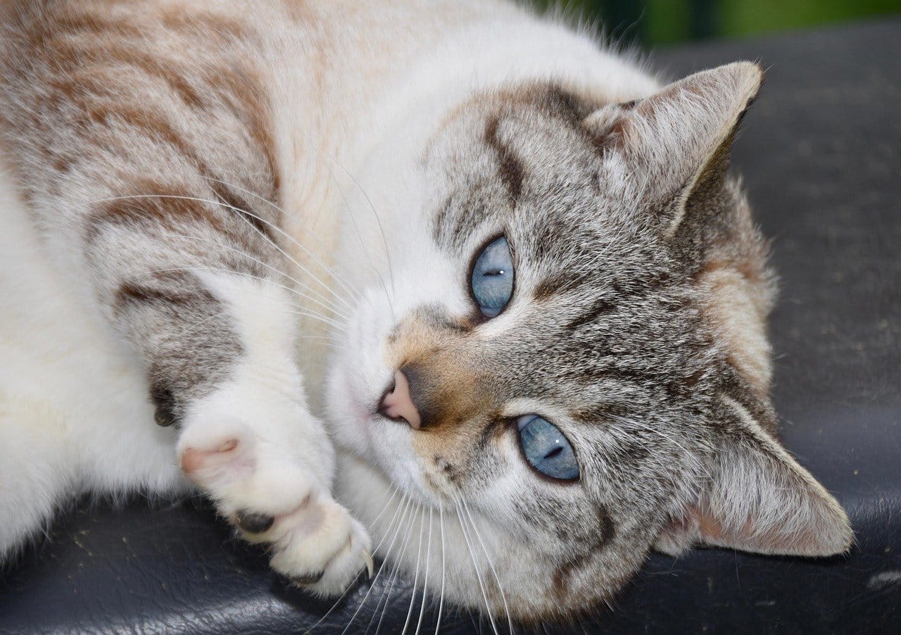 cat, portrait of cat, european cat, pussy cat cloud, female, cat blue eyes, nature, alley cat, pet, animal, whiskers cat, cat look