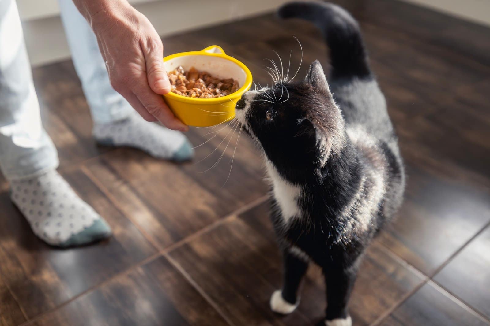 Pet owner giving feeding his hungry cat at home