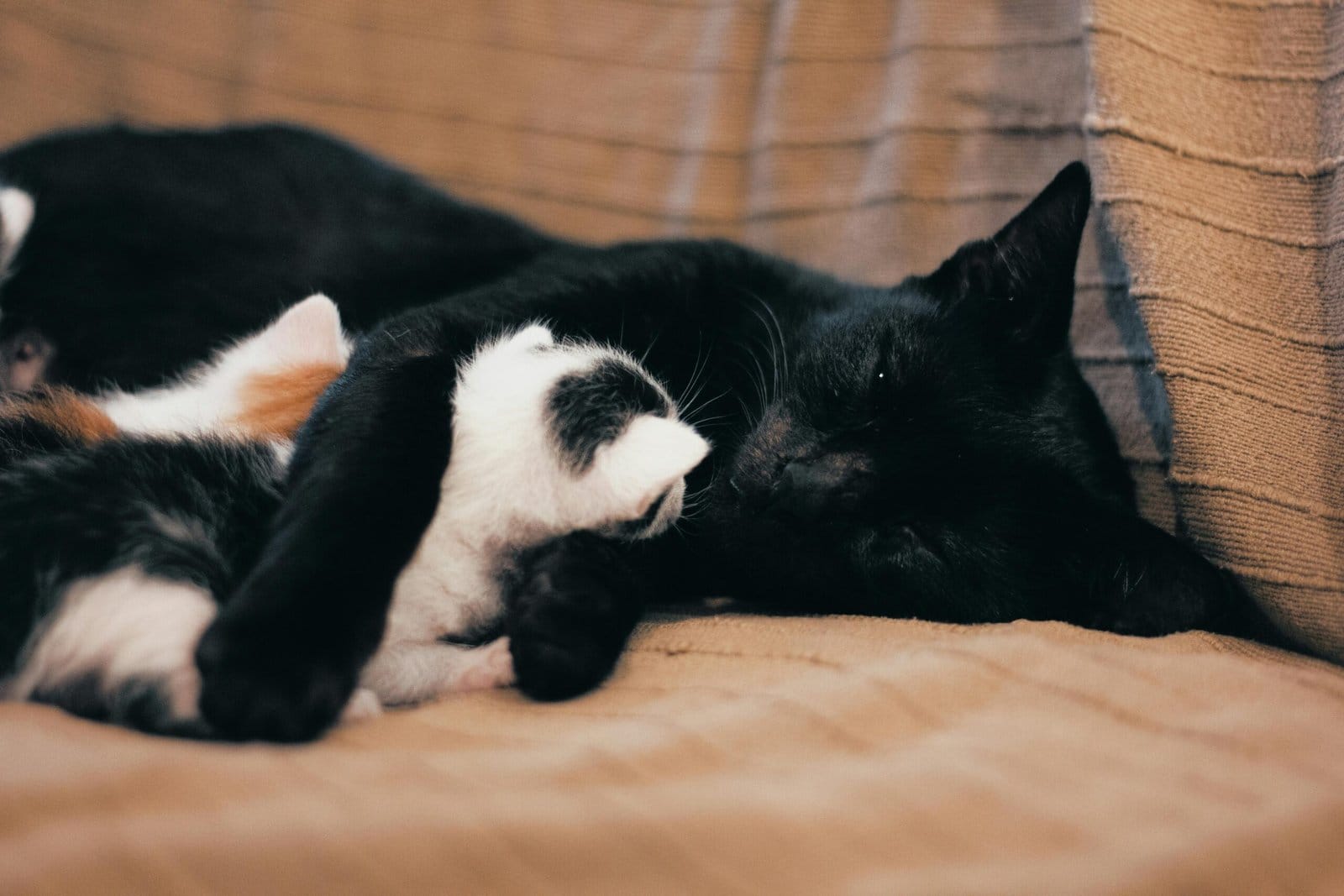 A black cat relaxing with its kittens on a cozy sofa, capturing the essence of feline companionship.