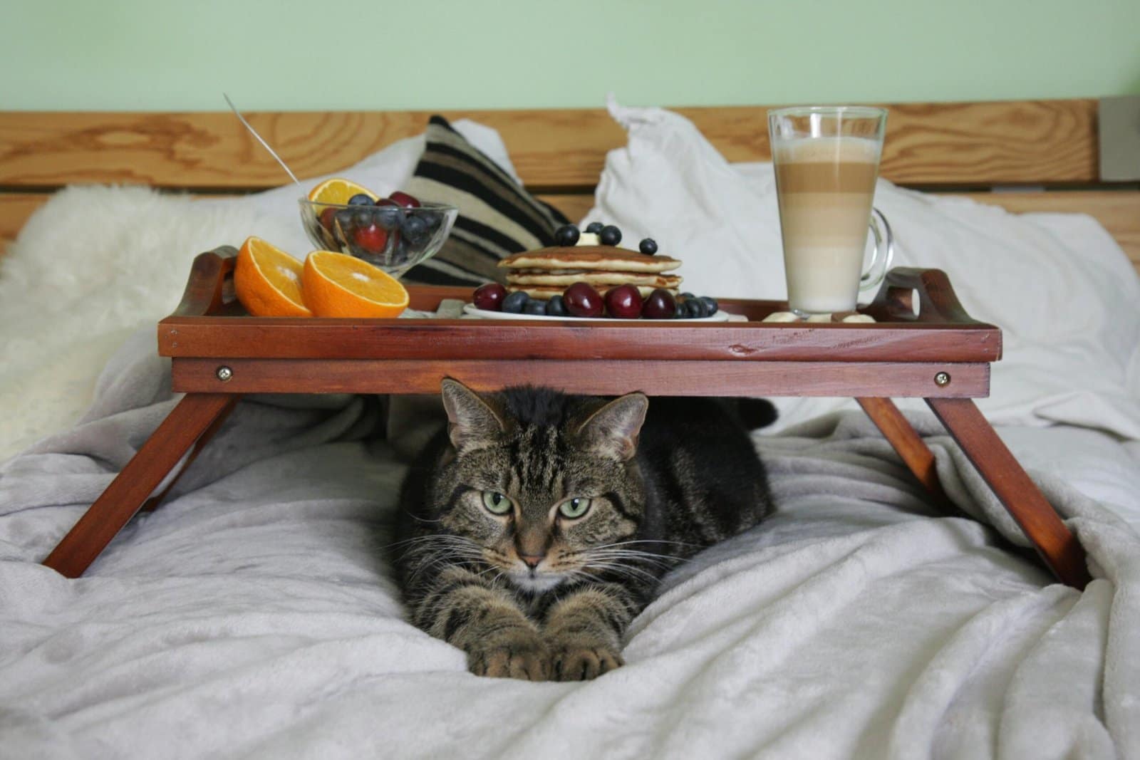 Adorable tabby cat under breakfast tray with pancakes, oranges, and coffee on bed.