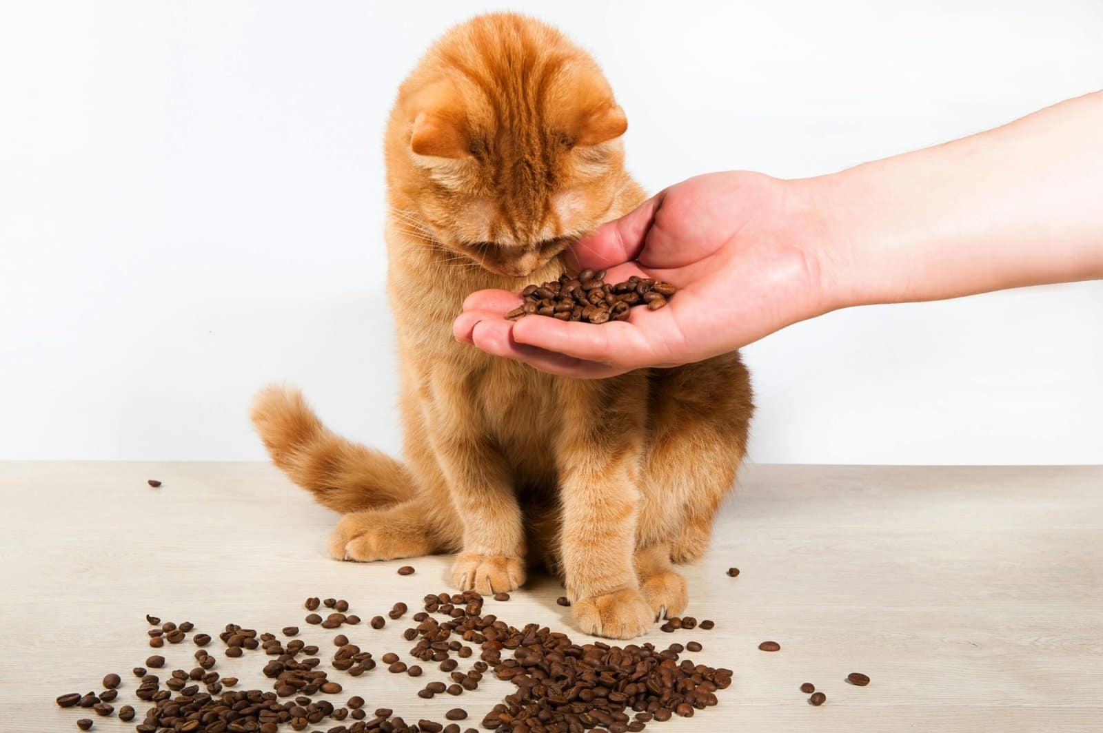 Ginger cat curiously sniffing coffee beans held in a hand on a wooden table.