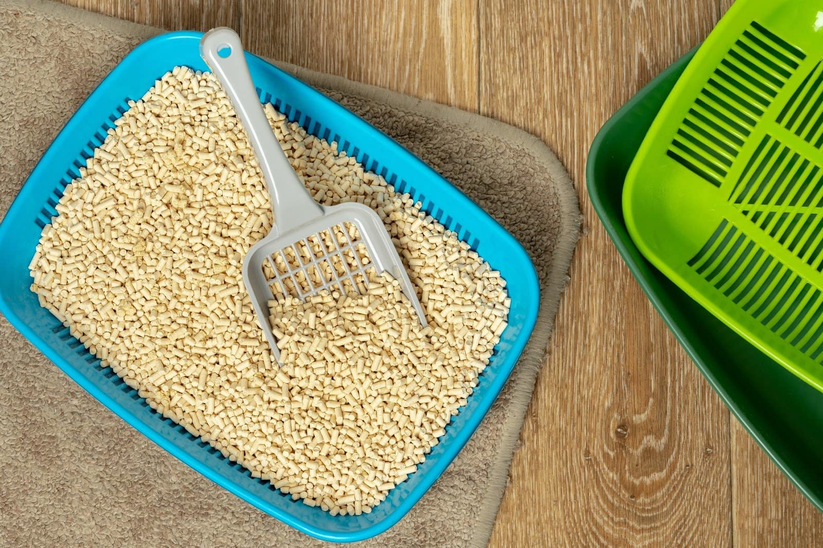Plastic cat litter box in the bathroom
