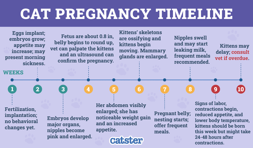 cat pregnancy