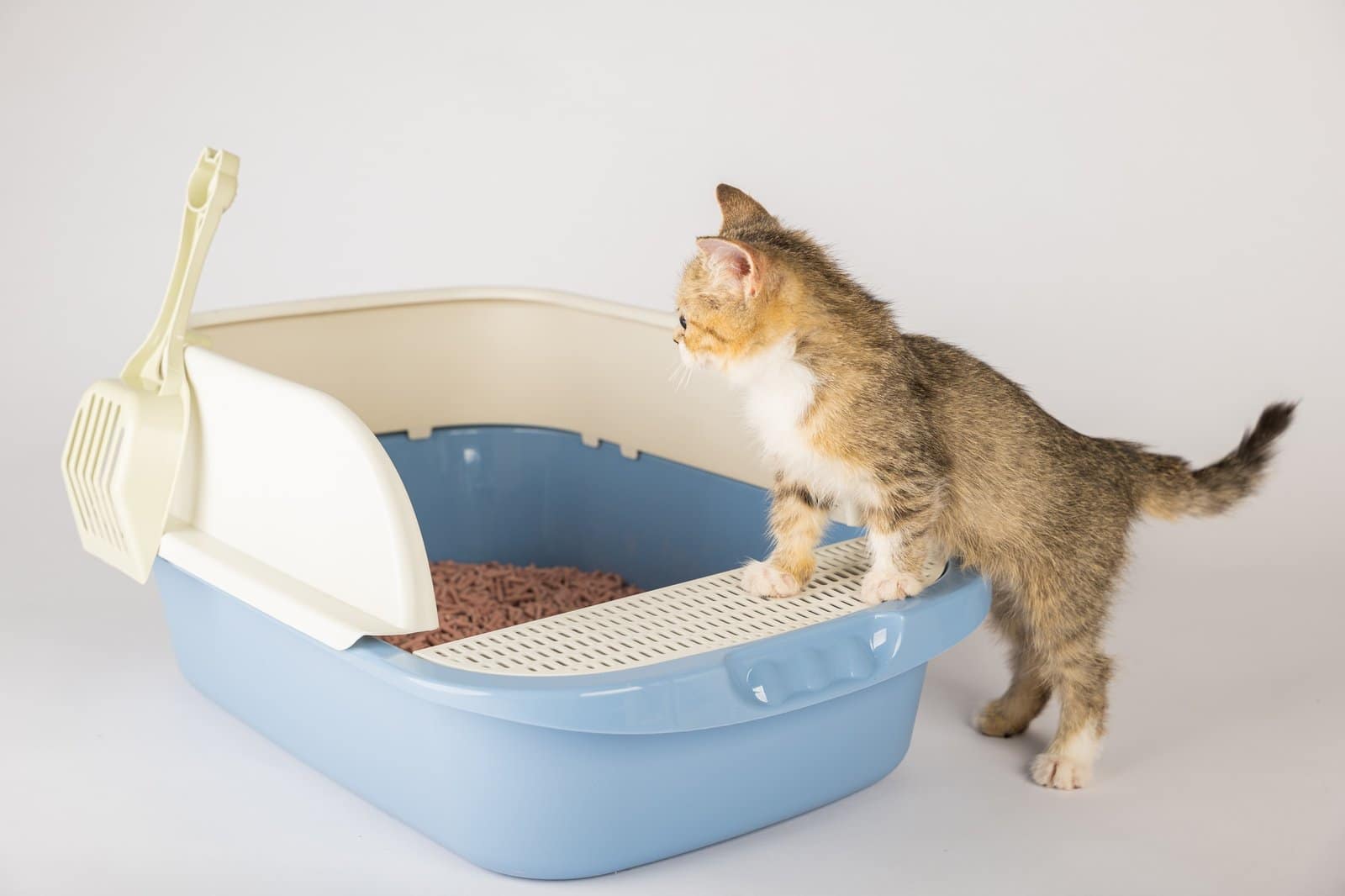Showcase feline hygiene and care through an isolated cat in a plastic litter toilet box or sandbox