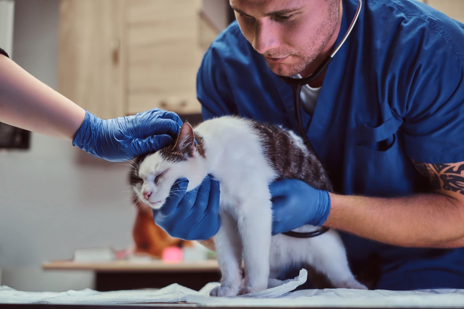 Veterinary doctor examining a sick cat with stethoscope in a vet clinic
