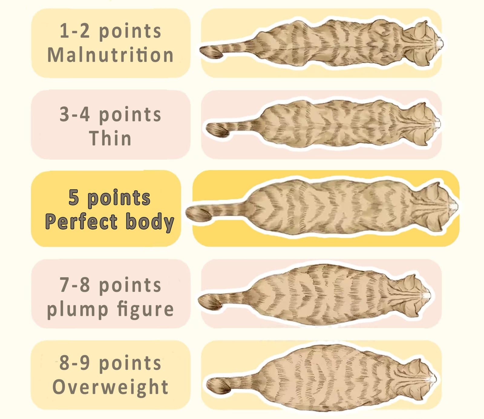 Cat body size rating table