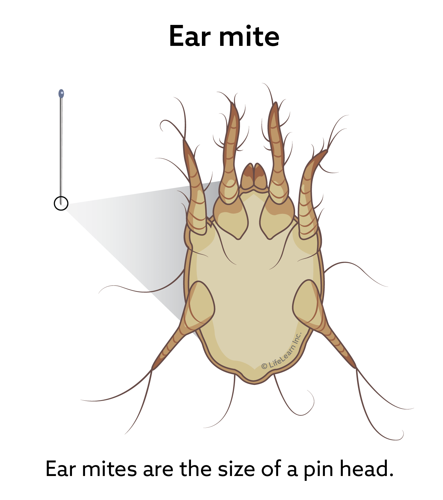 ear mite