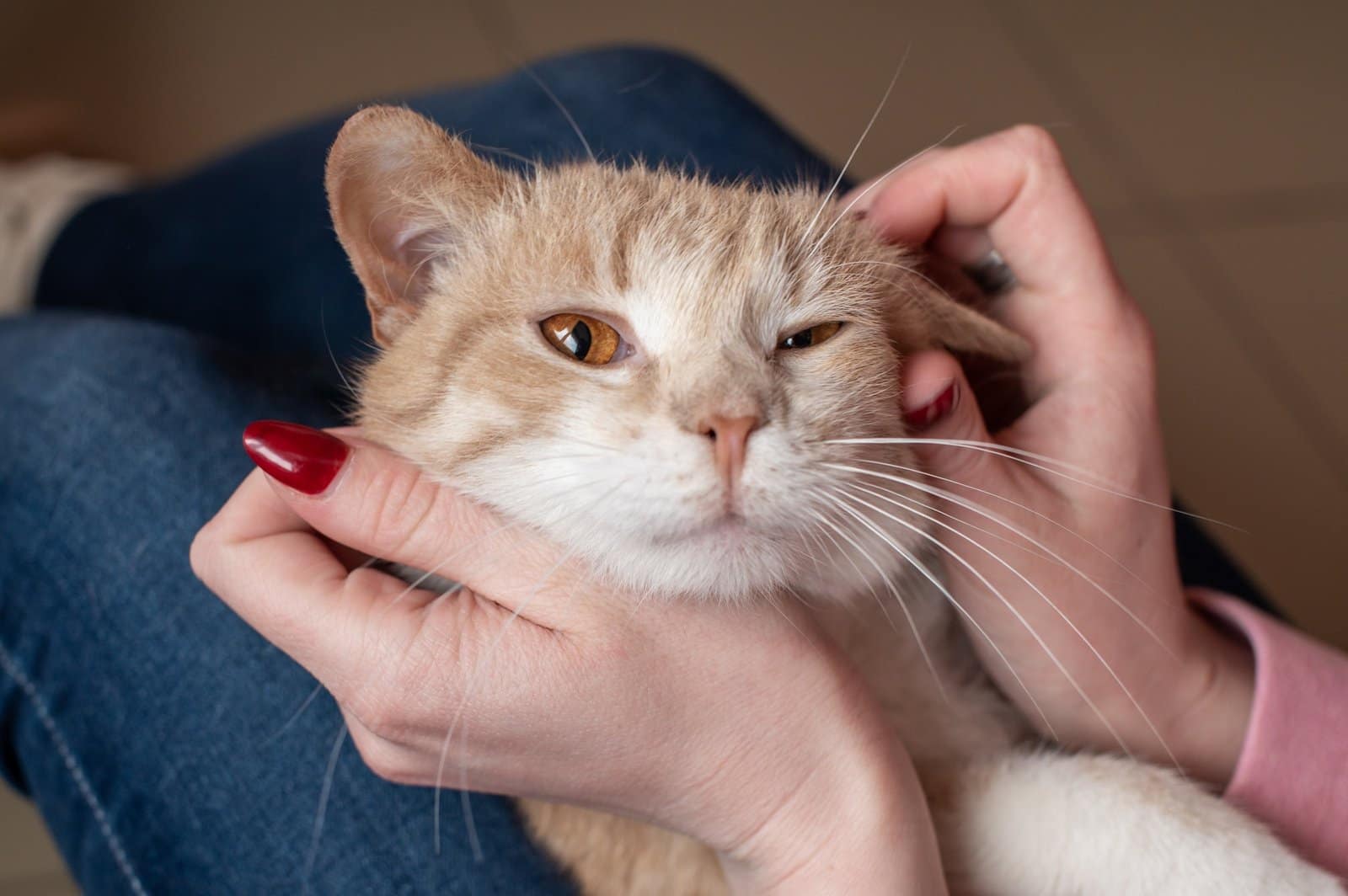 A cute red cat lies in the hands of the hostess, scratching behind the ear, stroking the cat