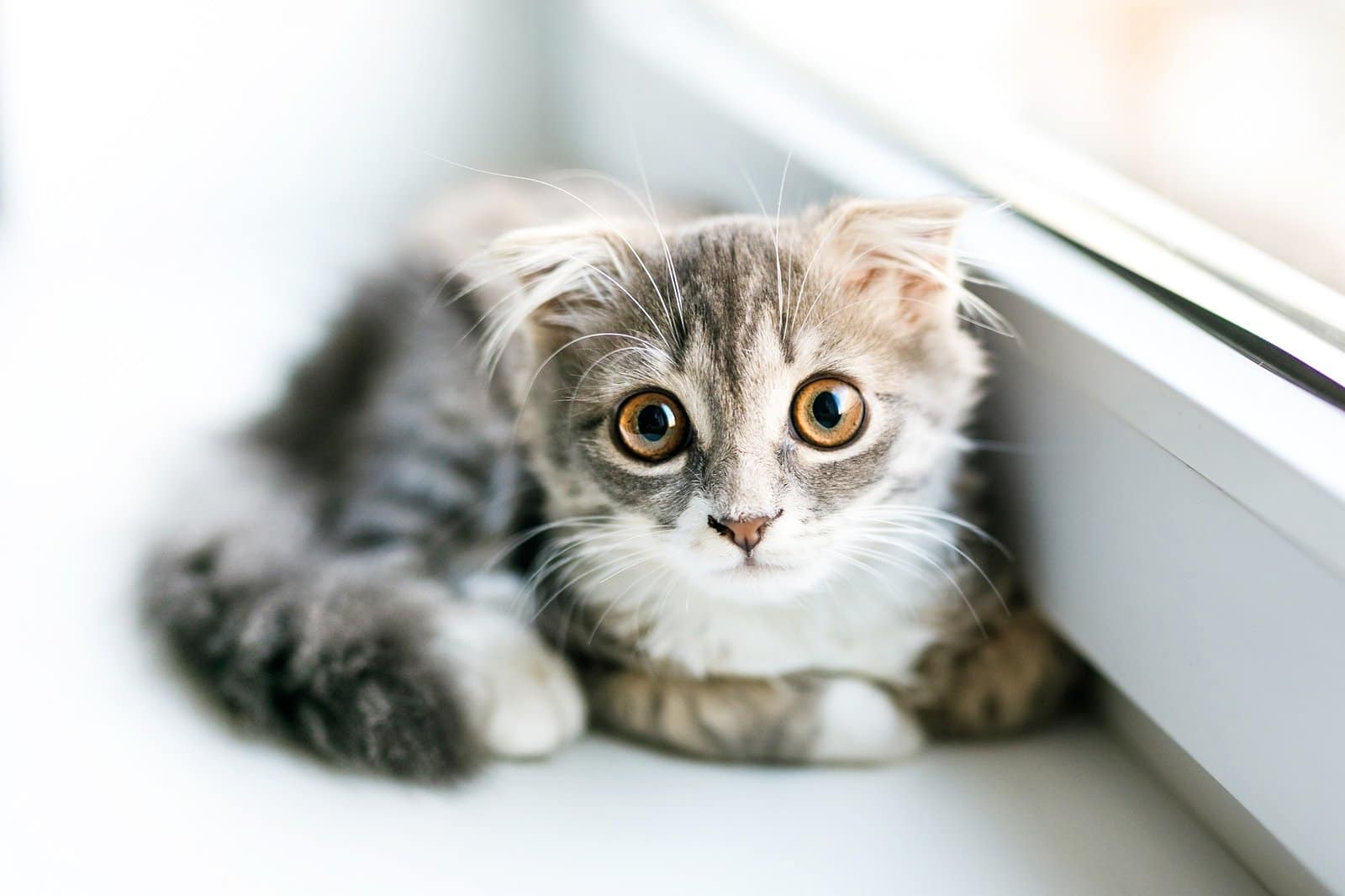 A lop-eared cat kitten lying on the windowsill