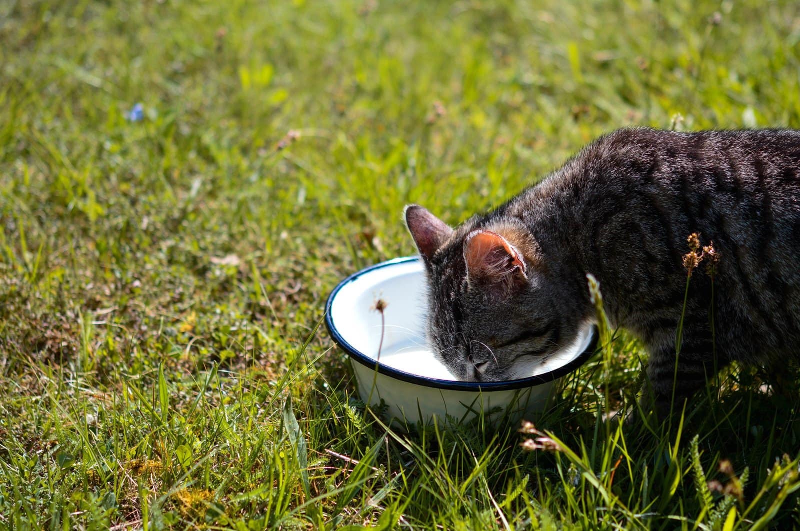 Closeup shot of a cute cat drinking milk outdoors