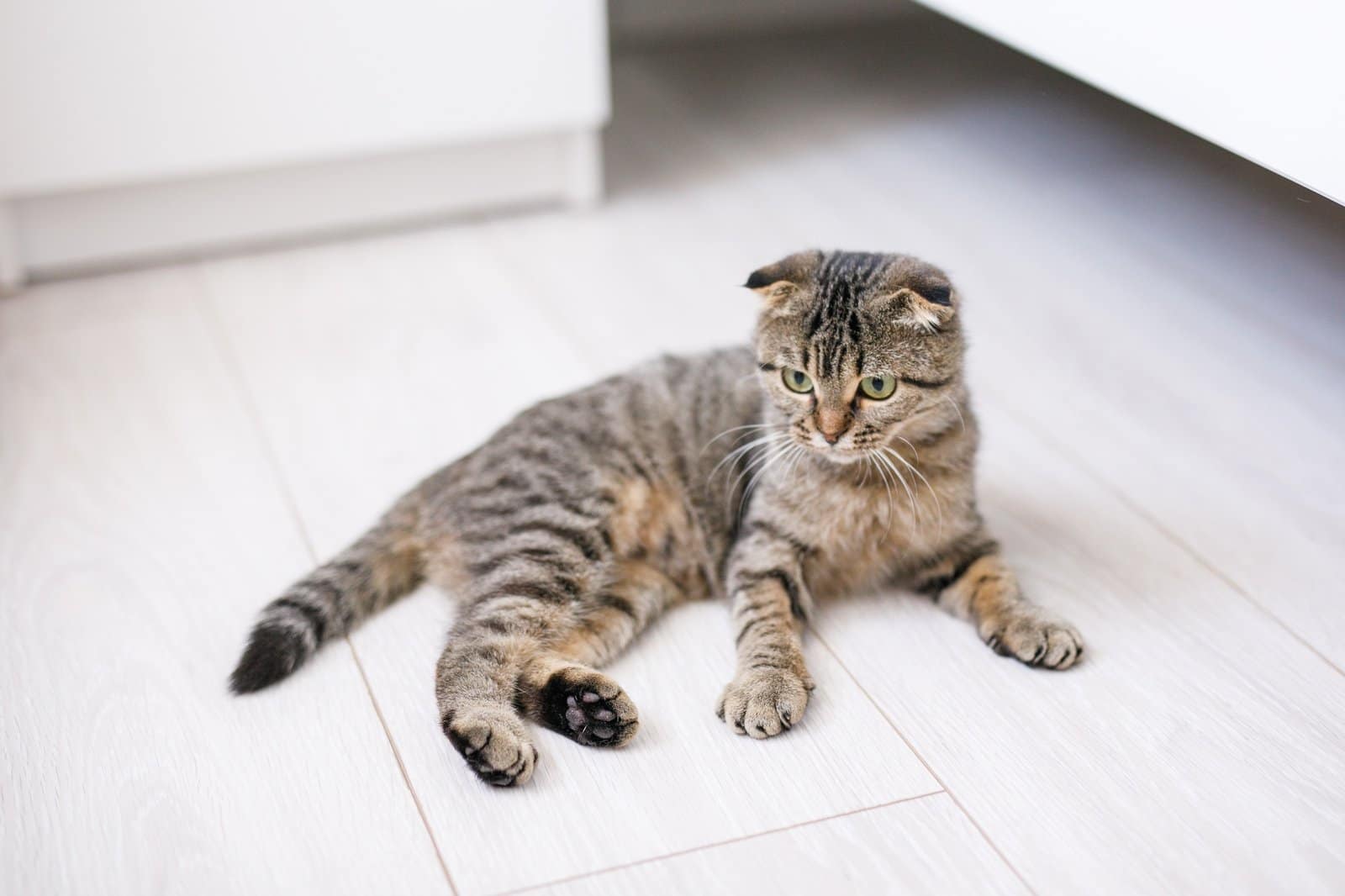 Scottish lop-eared cat with green eyes sitting on a light wooden floor