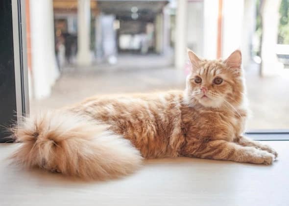 tails cat long bushy orange tail